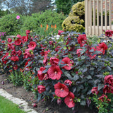 HIBISCUS HOLY GRAIL
