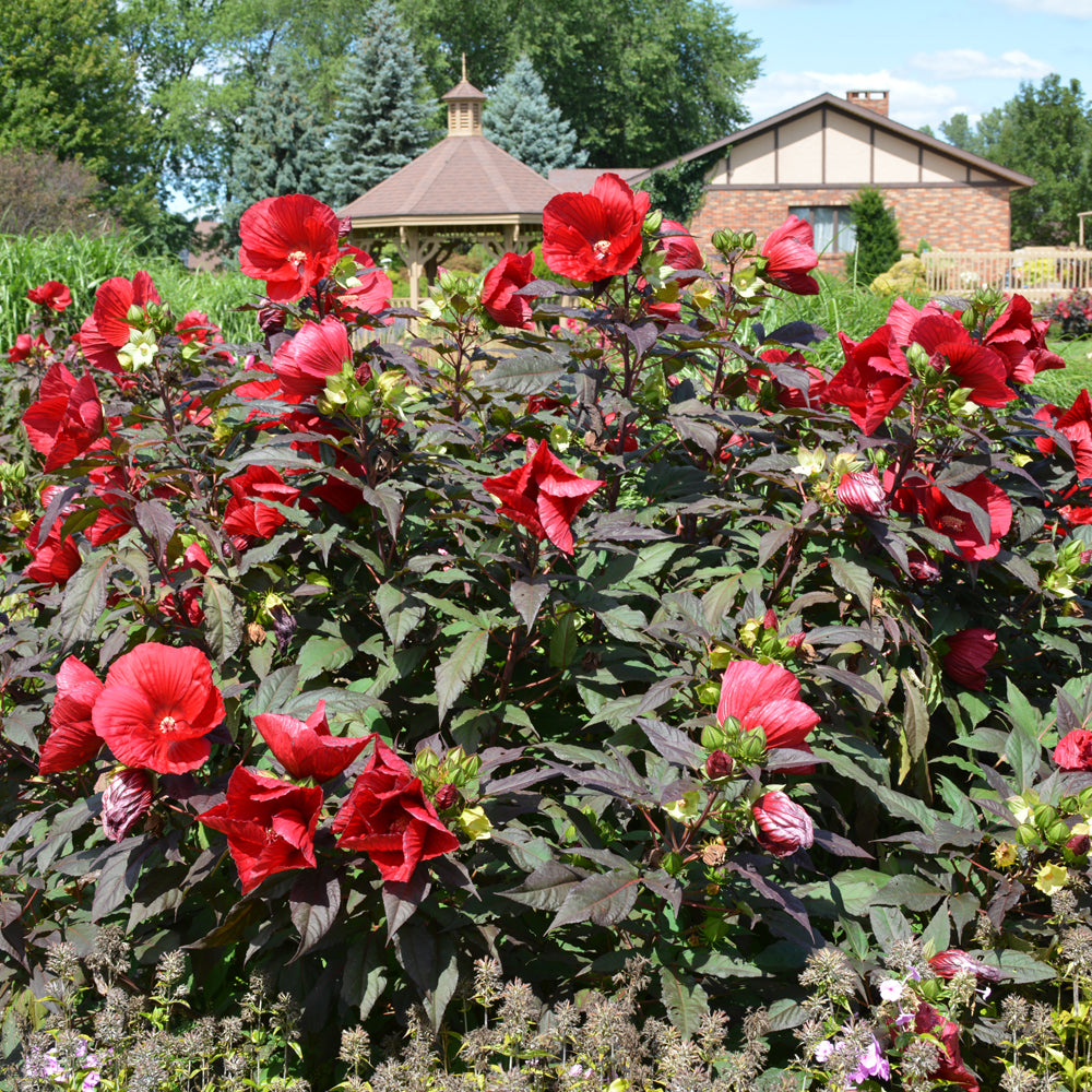 HIBISCUS MIDNIGHT MARVEL