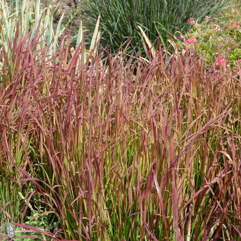 IMPERATA RED BARON