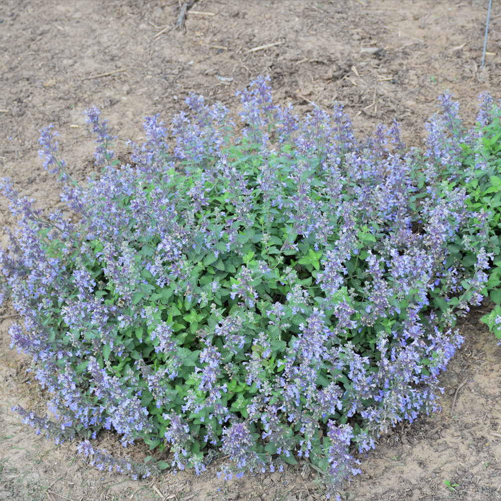 NEPETA PICTURE PURRFECT