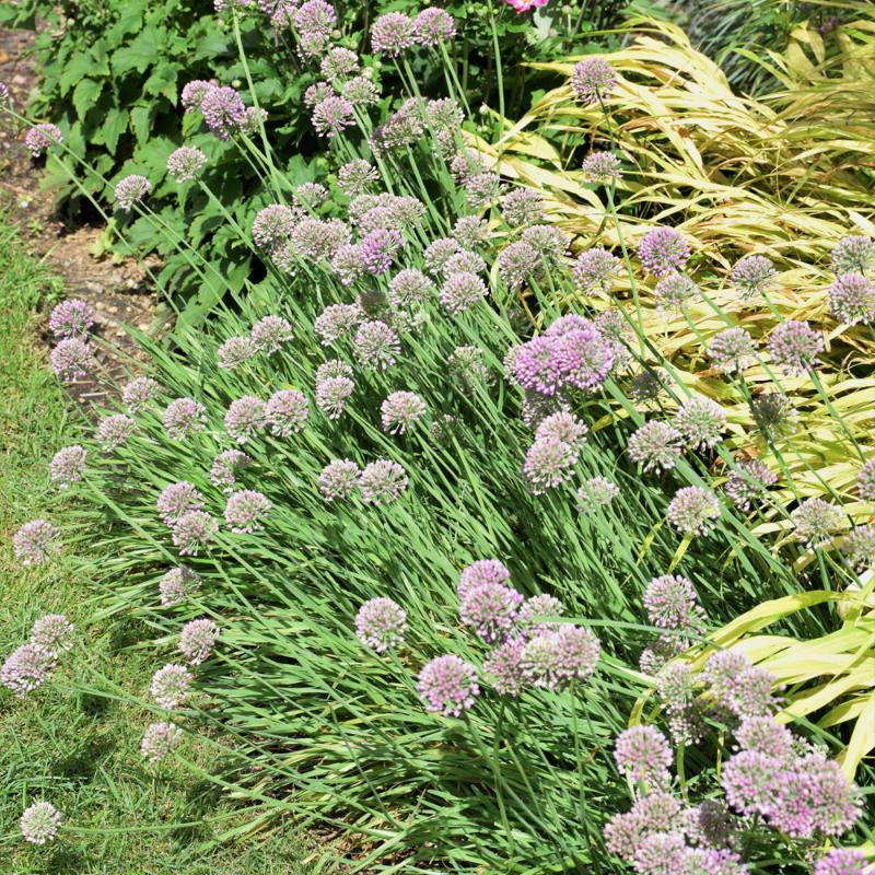 ALLIUM MEDUSA
