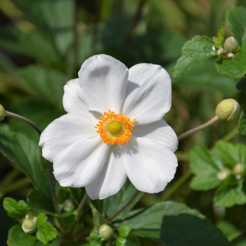 ANEMONE HONORINE JOBERT – Knippel Garden Centre