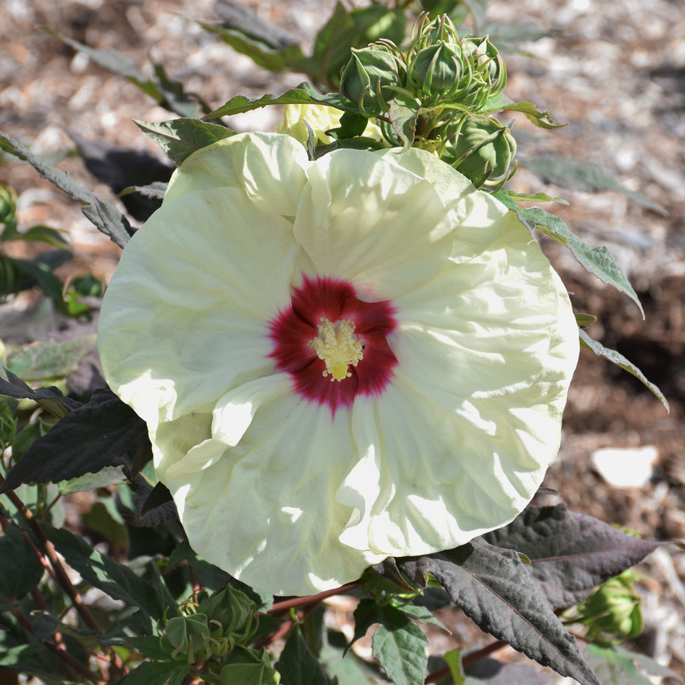 HIBISCUS FRENCH VANILLA