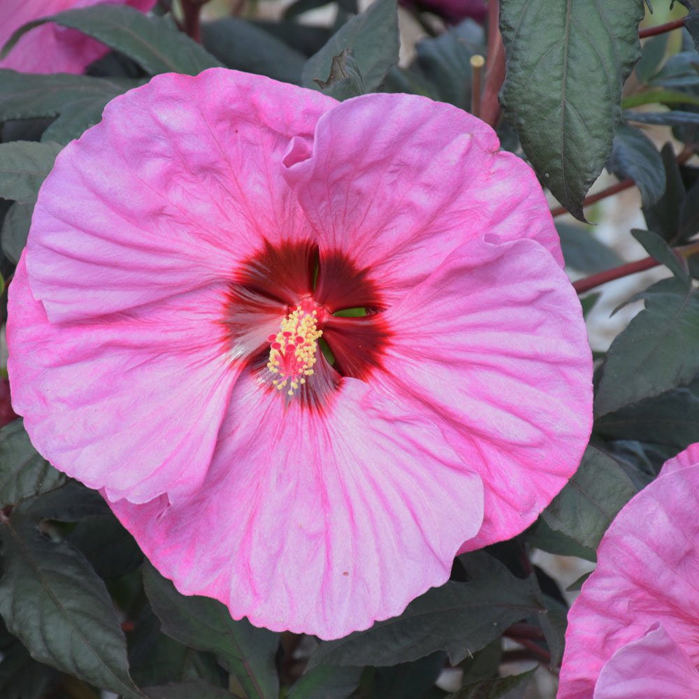 HIBISCUS SUMMERIFIC BERRY AWESOME – Knippel Garden Centre