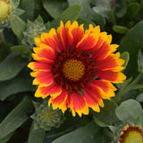 GAILLARDIA SPINTOP RED STARBURST