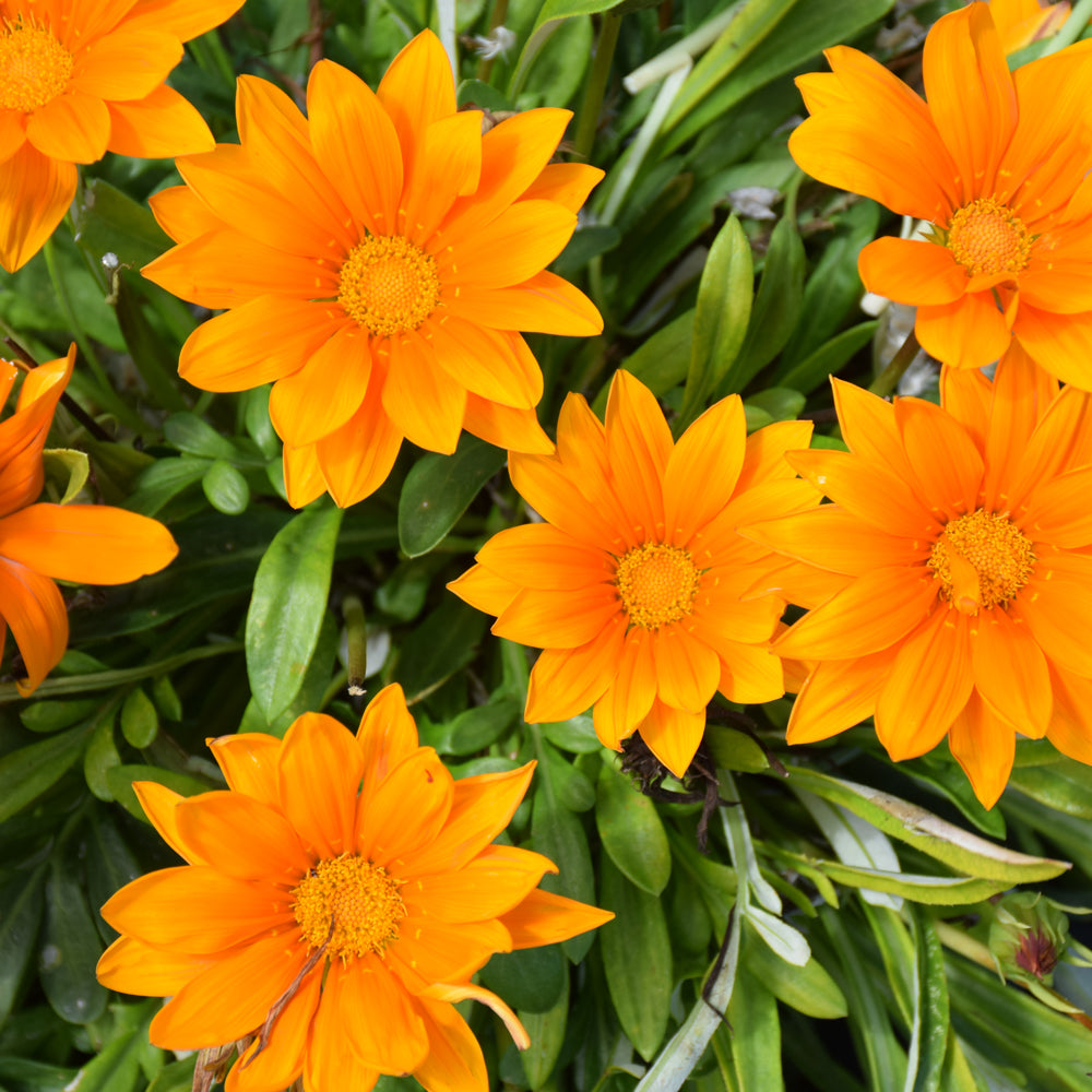 Gazania