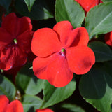 Beacon Impatiens