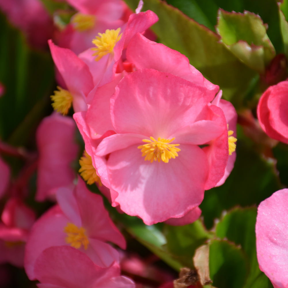 Wax Begonia