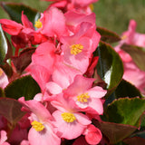 Wax Begonia