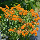ASCLEPIAS TUBEROSA