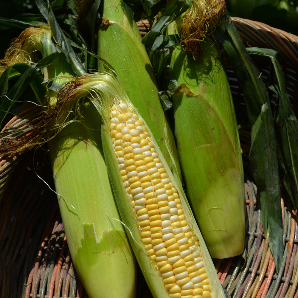 Seed- Sweet Corn Peaches & Cream