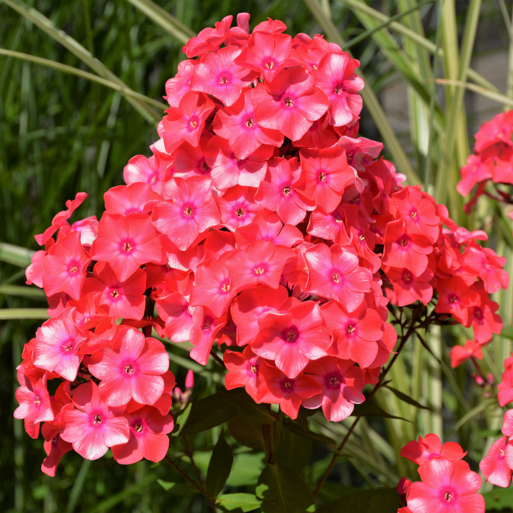 PHLOX CORAL FLAME