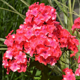 PHLOX CORAL FLAME
