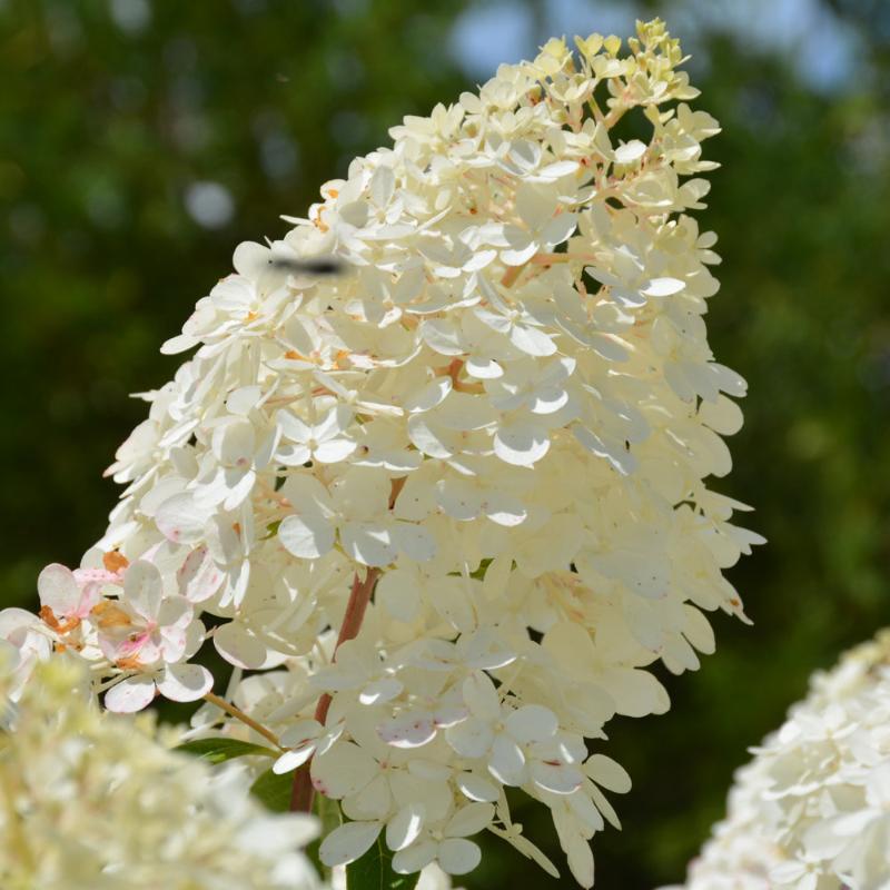 HYDRANGEA VANILLA STRAWBERRY STANDARD – Knippel Garden Centre