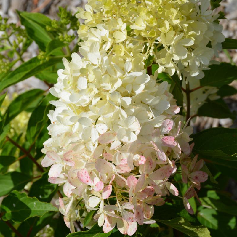 HYDRANGEA ZINFIN DOLL – Knippel Garden Centre