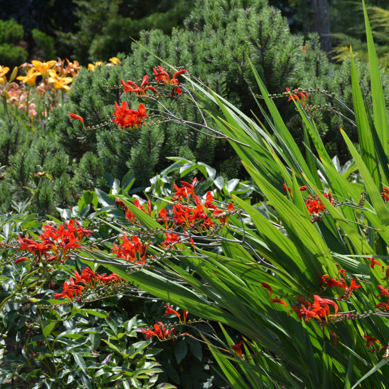 CROCOSMIA LUCIFER – Knippel Garden Centre