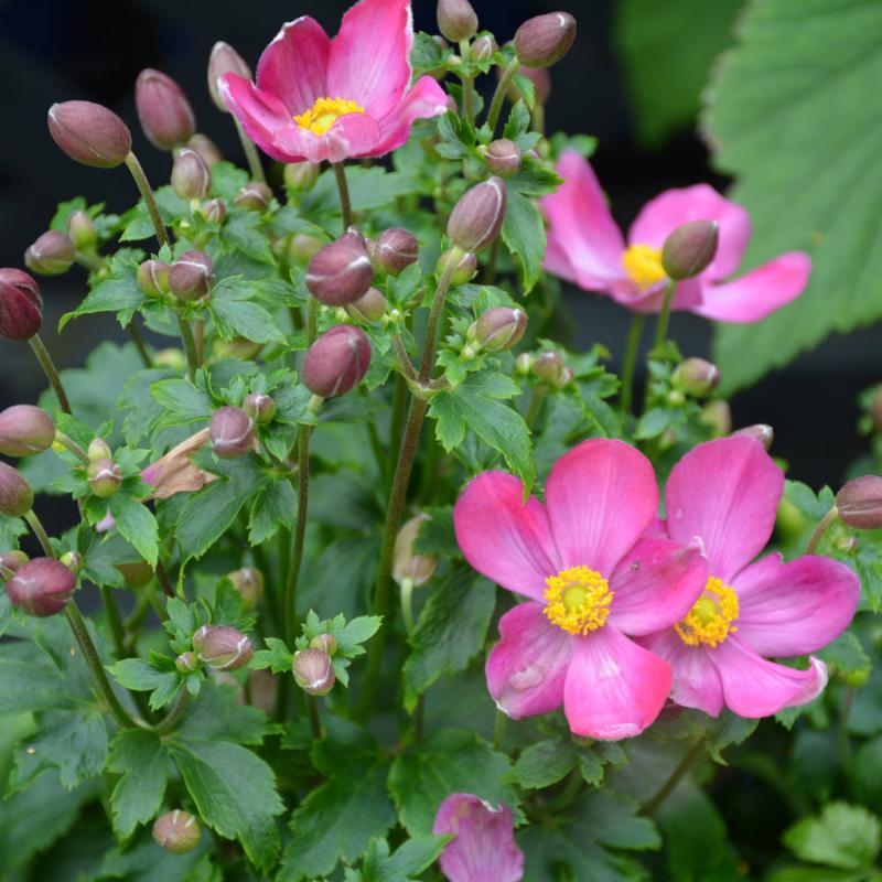 84　アネモネ ANEMONE RED RIDING HOOD – Knippel Garden Centre
