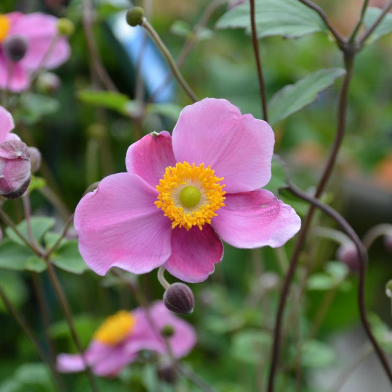 ANEMONE SEPTEMBER CHARM – Knippel Garden Centre