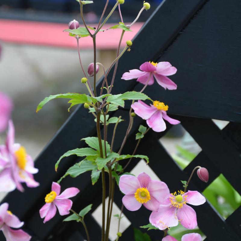 Anémone ANEMONE SEPTEMBER CHARM – Knippel Garden Centre