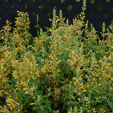 AGASTACHE KUDOS YELLOW