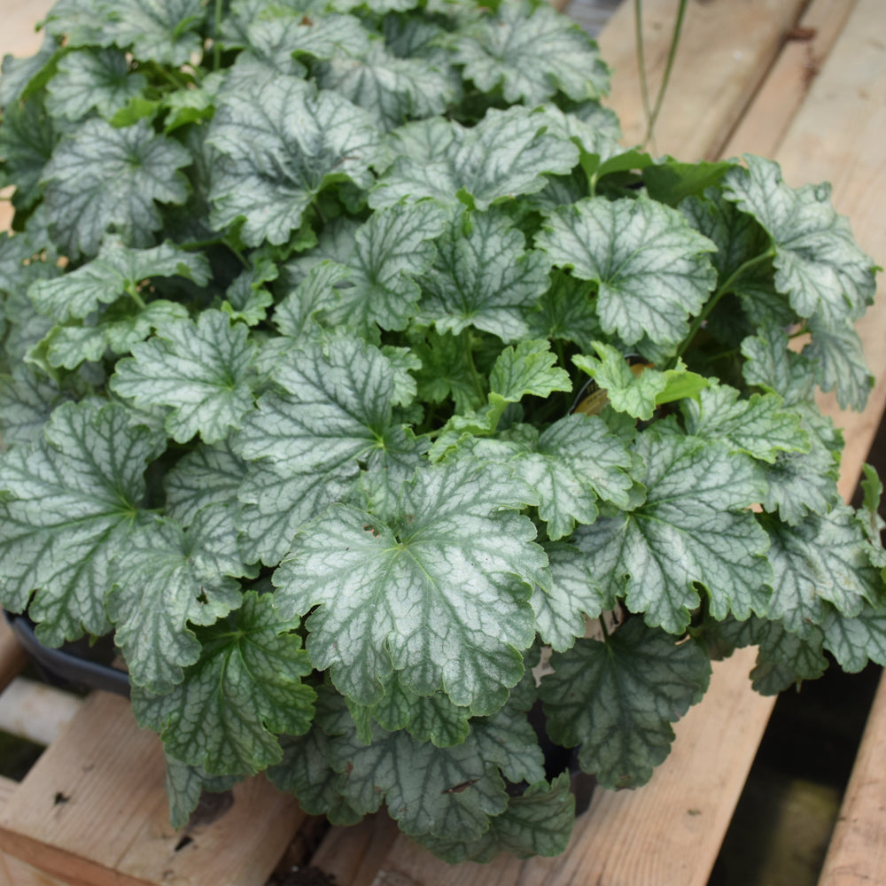 HEUCHERA PARIS