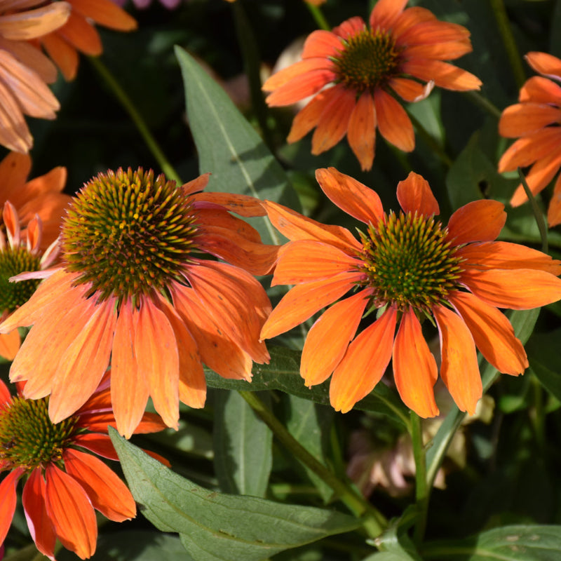 ECHINACEA ARTISAN SOFT ORANGE