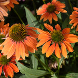 ECHINACEA ARTISAN SOFT ORANGE