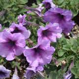 Petunia Multiflora