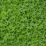 CREEPING THYME
