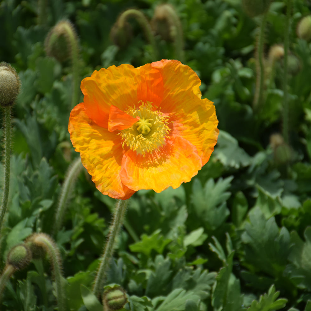 PAPAVER NUD. CHAMPAGNE BUBBLES