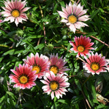 Gazania