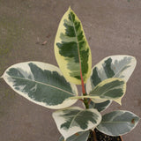 FICUS TINEKE