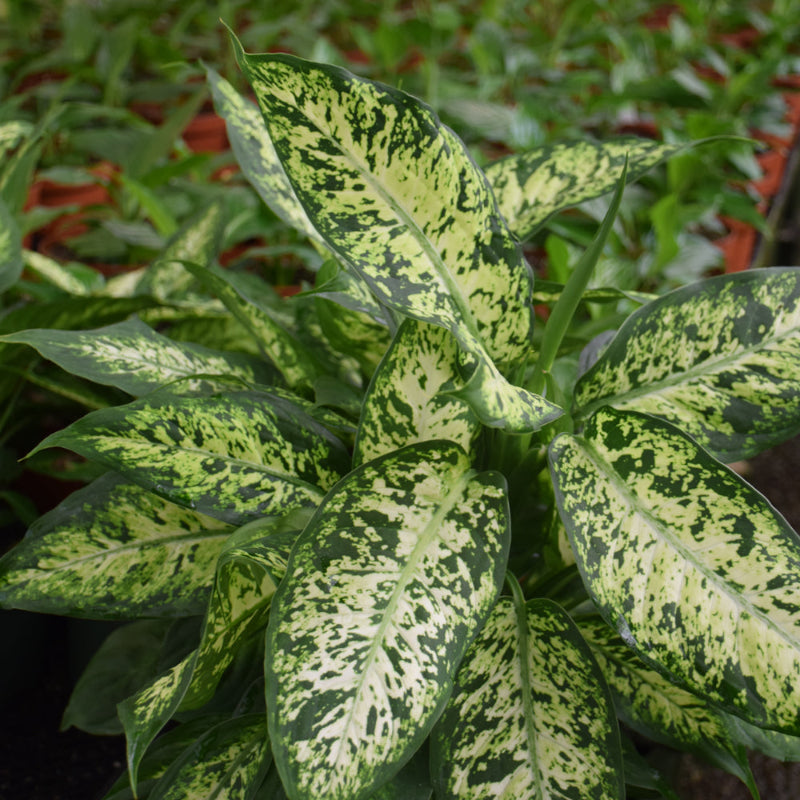 dieffenbachia perfection DIEFFENBACHIA PERFECTION COMPA – Knippel Garden Centre