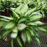 DIEFFENBACHIA CAMILLE