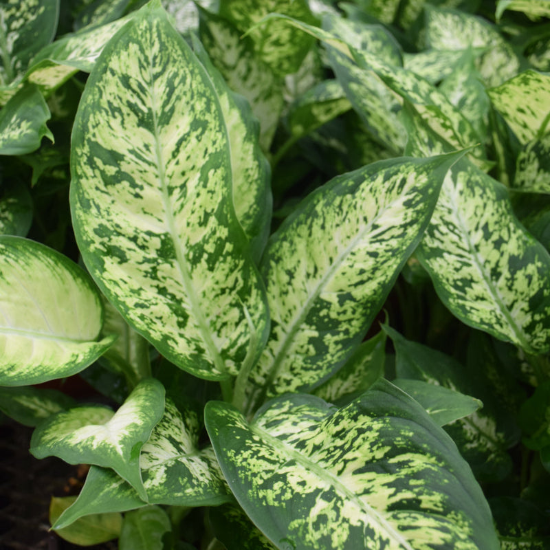 DIEFFENBACHIA PERFECTION COMPA