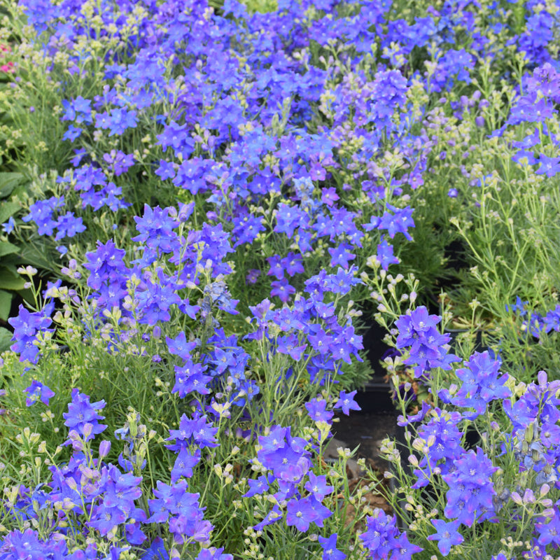 DELPHINIUM DIAMONDS BLUE