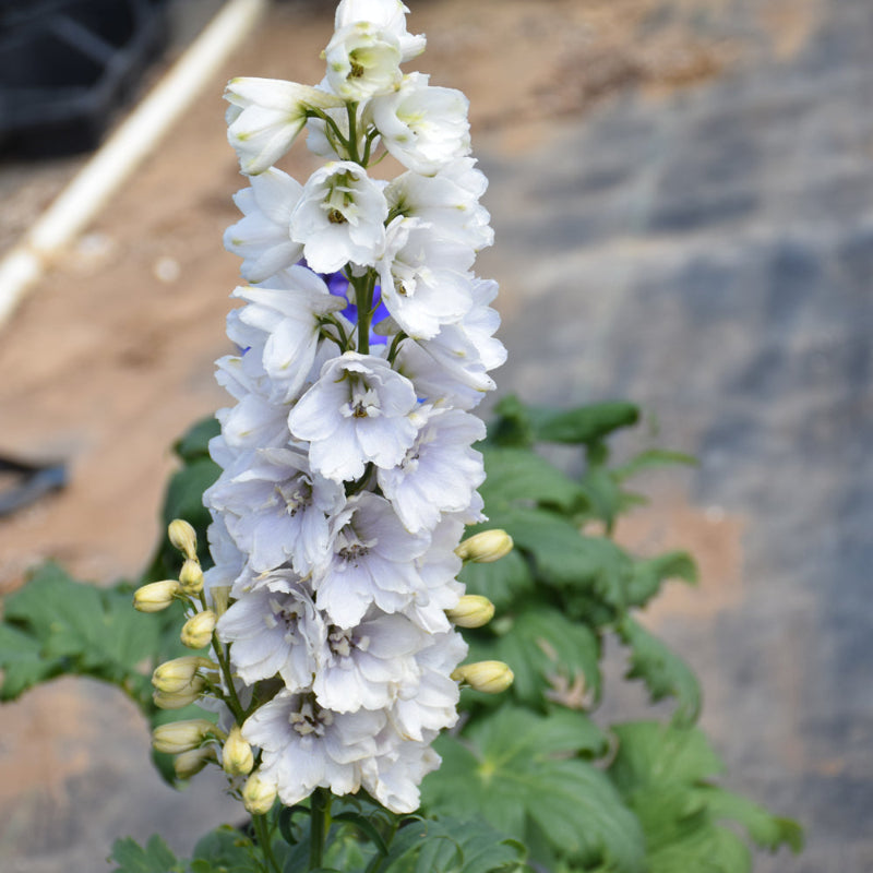 DELPHINIUM GUARDIAN WHITE – Knippel Garden Centre