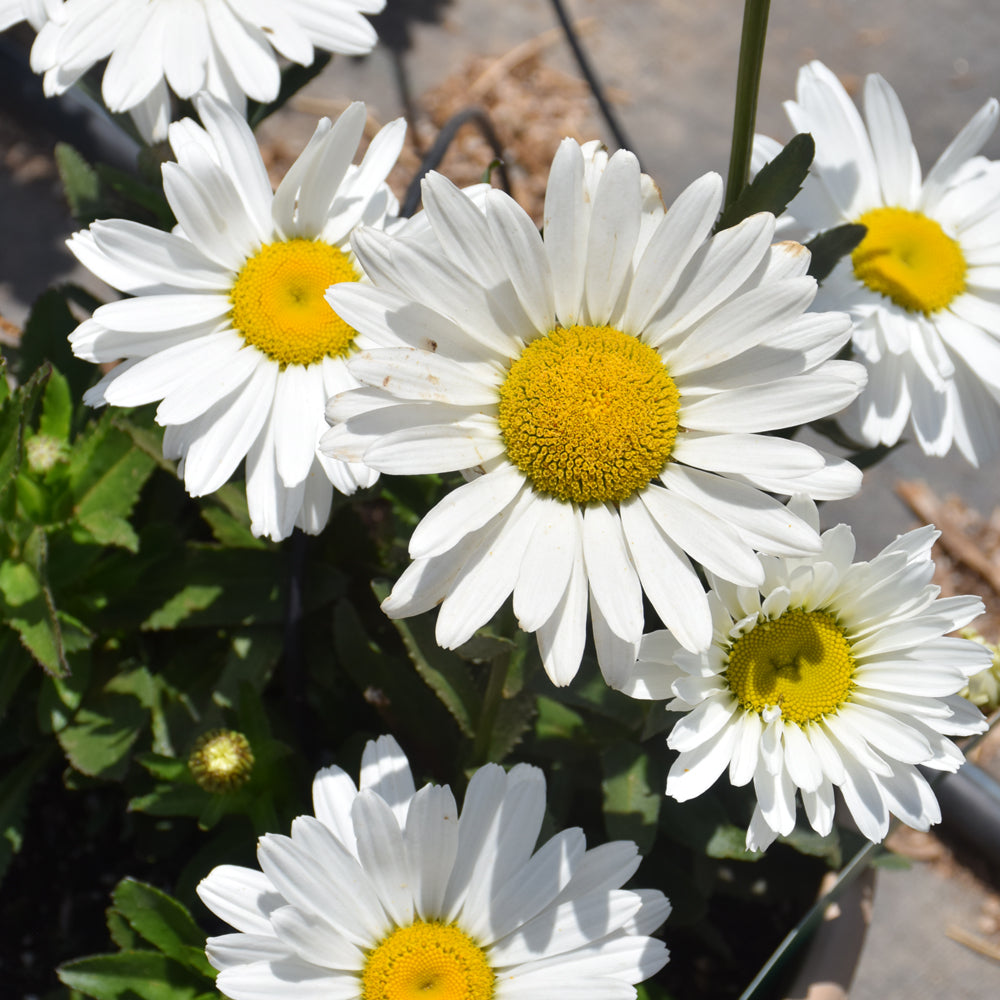 LEUCANTHEMUM BETSY