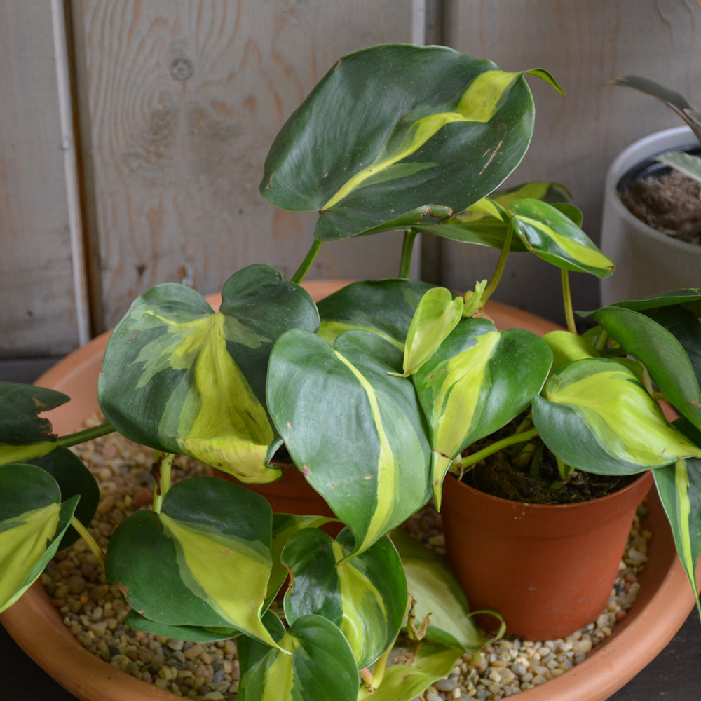 PHILODENDRON BRAZIL