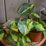 PHILODENDRON BRAZIL