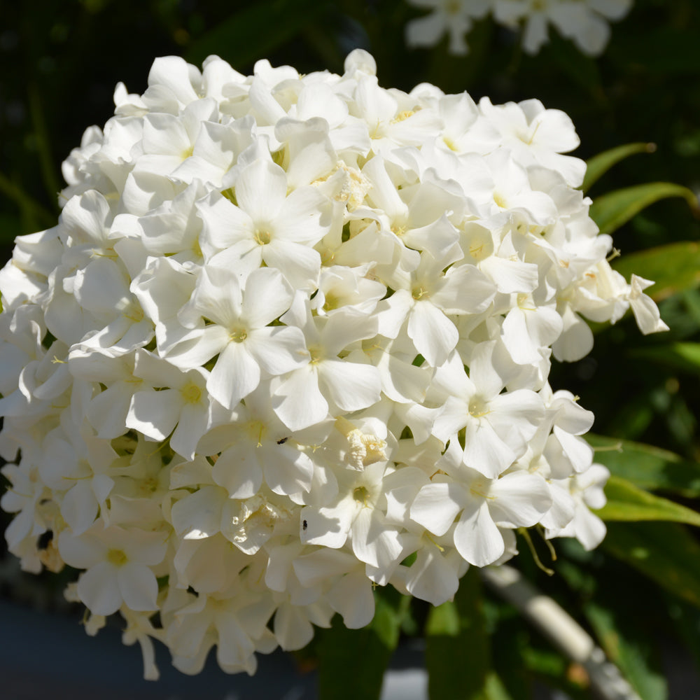 PHLOX EARLY WHITE