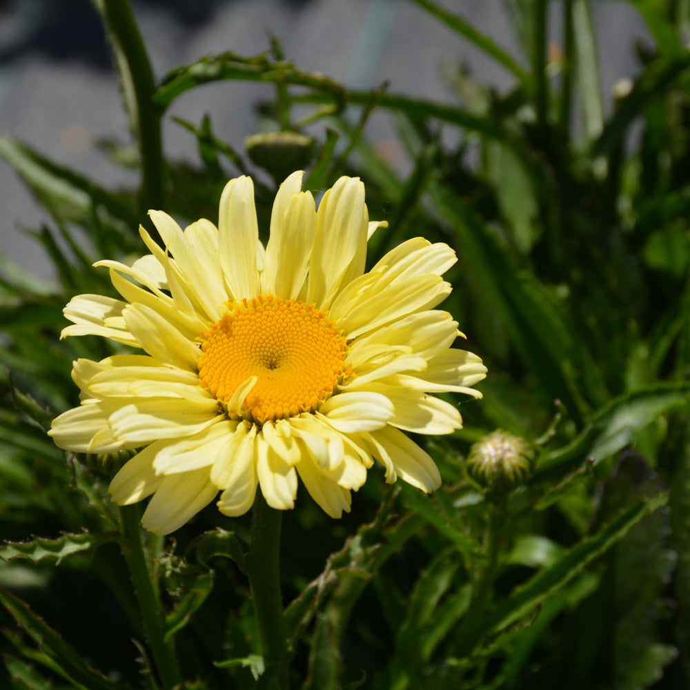 LEUCANTHEMUM SWEET DAISY IZABEL