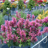 AGASTACHE MORELLO