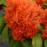 Celosia