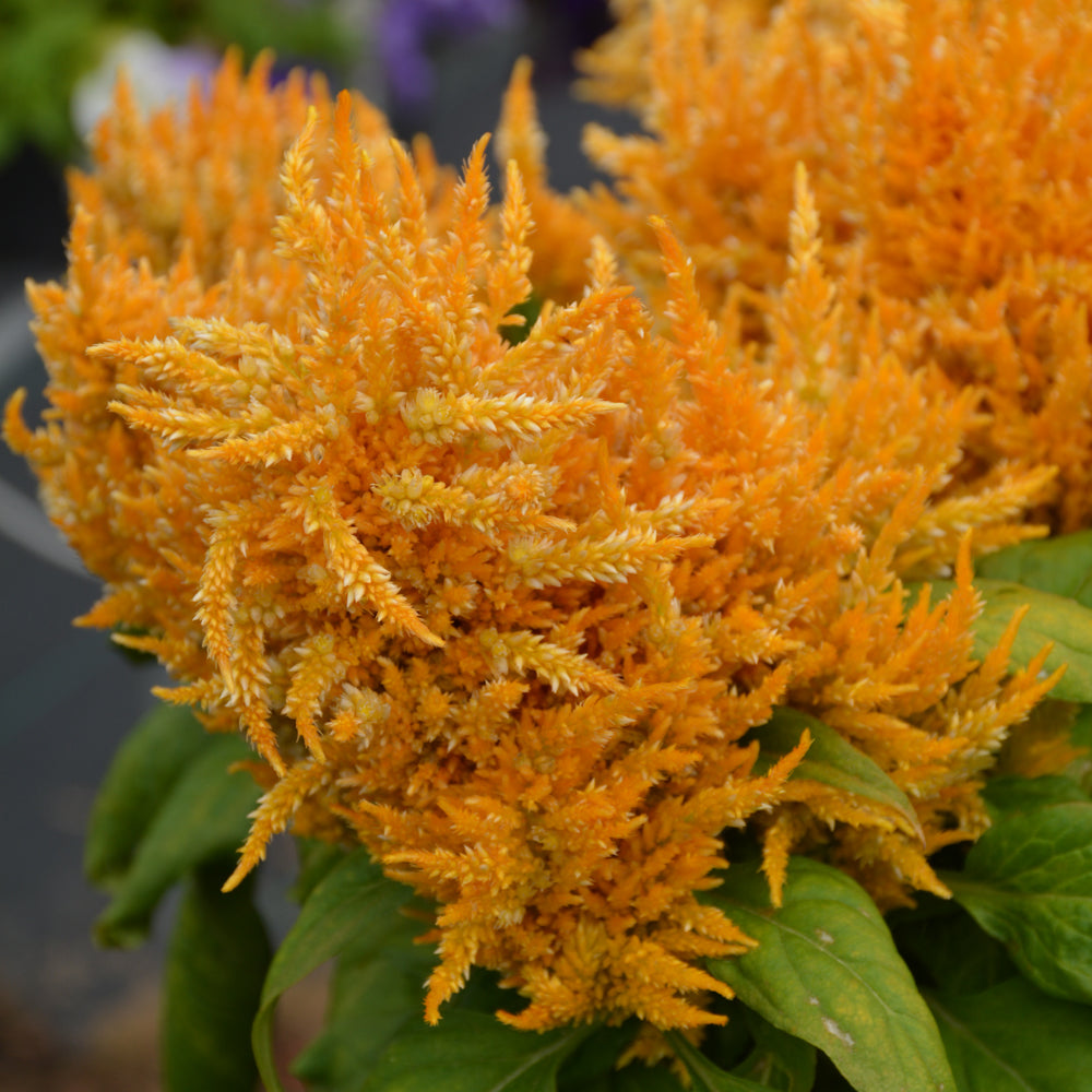 Celosia
