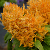 Celosia
