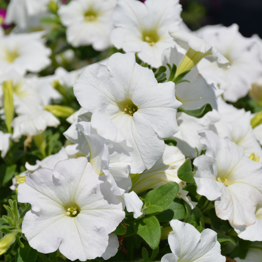 Petunia Wave