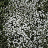 GYPSOPHILA SUMMER SPARKLES
