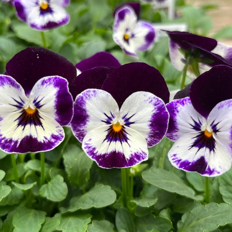 ミッキーシェイプ フラワーリース パープル❣️しょりん❣️ VIOLA PENNY MICKEY – Knippel Garden Centre