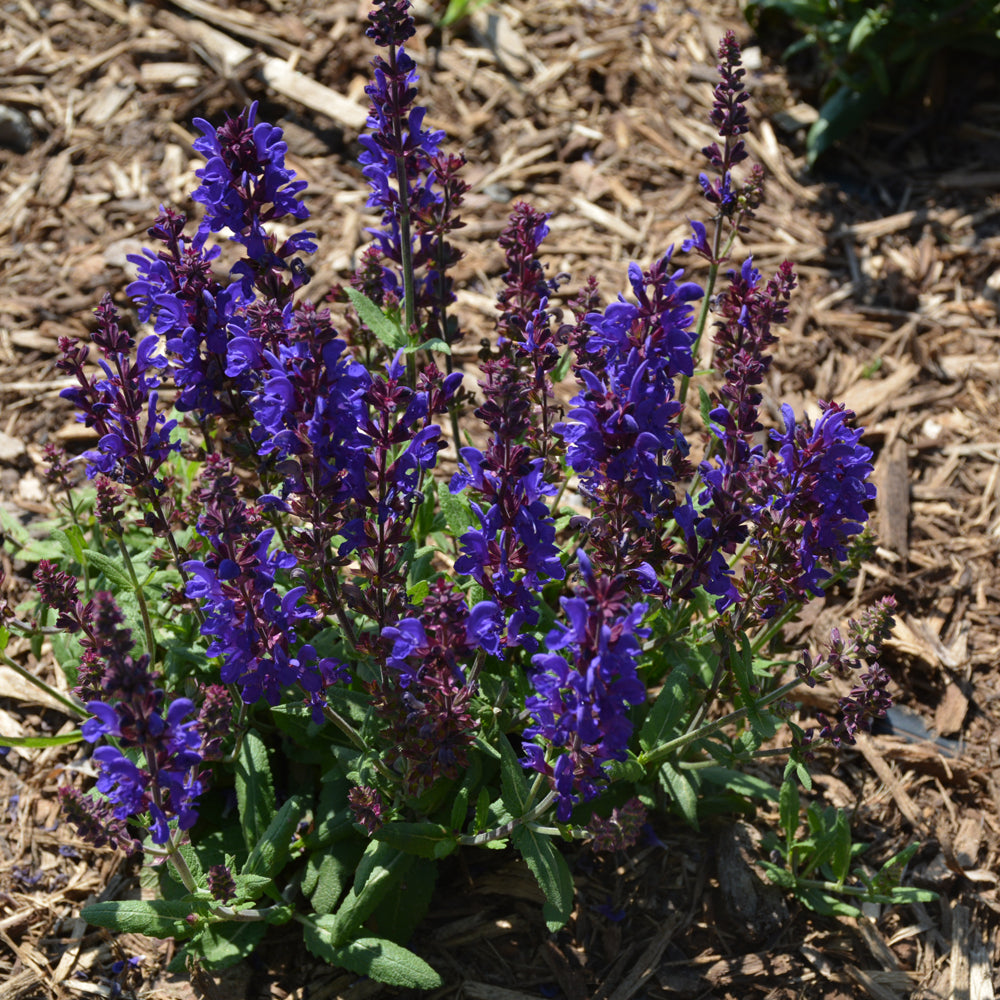 SALVIA DARK MATTER